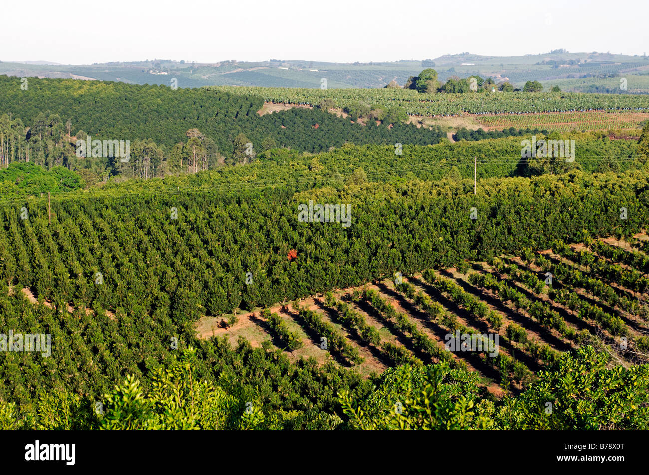 Fruit plantations near Sabie, Mpumalanga, South Africa, Africa Stock