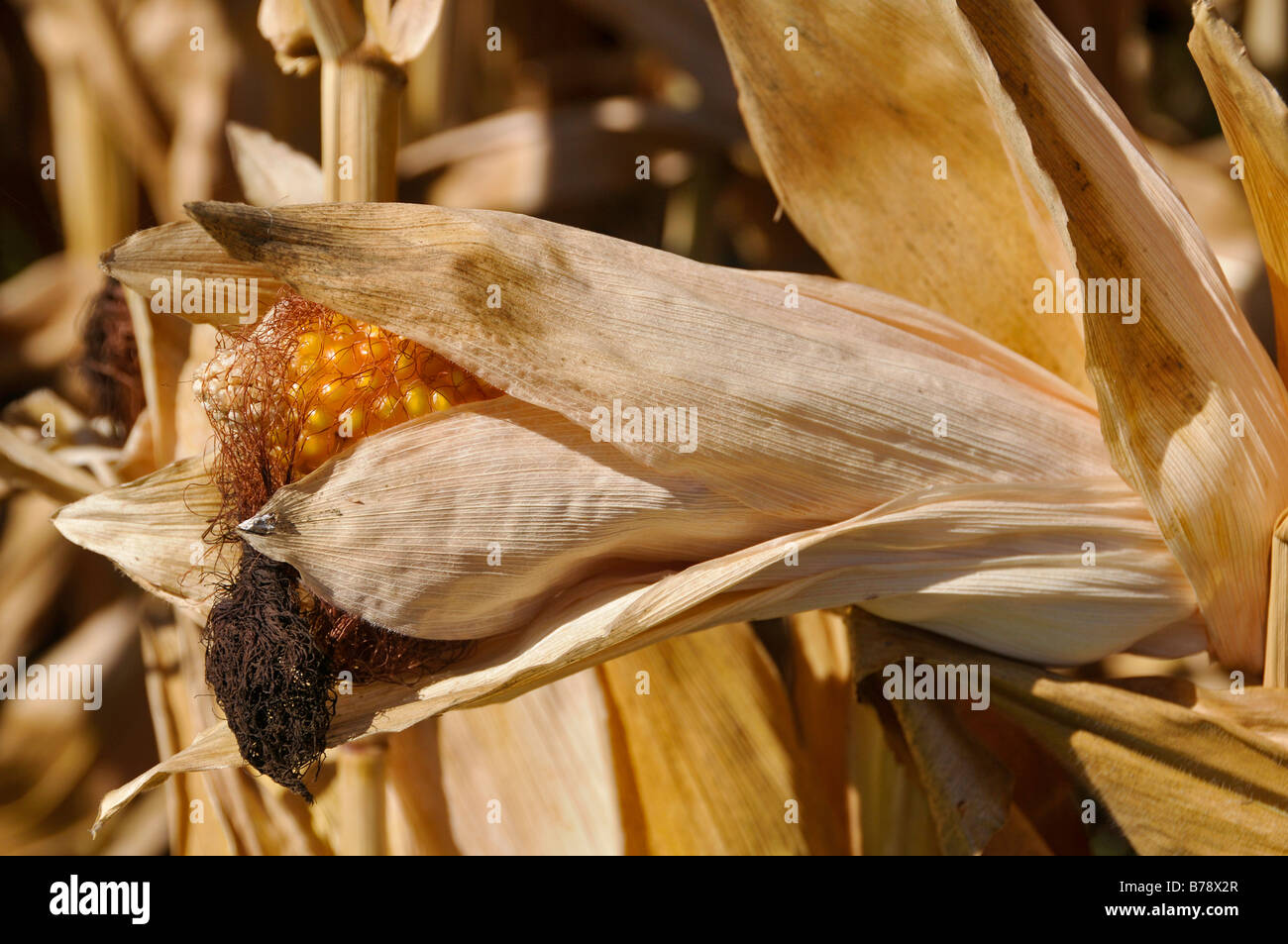 Maize ear hi-res stock photography and images - Alamy