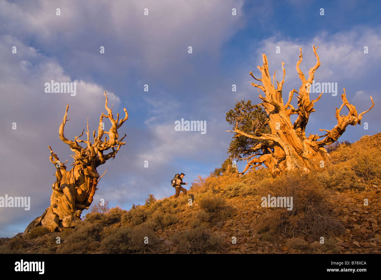 A hiker by a Bristlecone Pine tree at sunset near Bishop in California Stock Photo