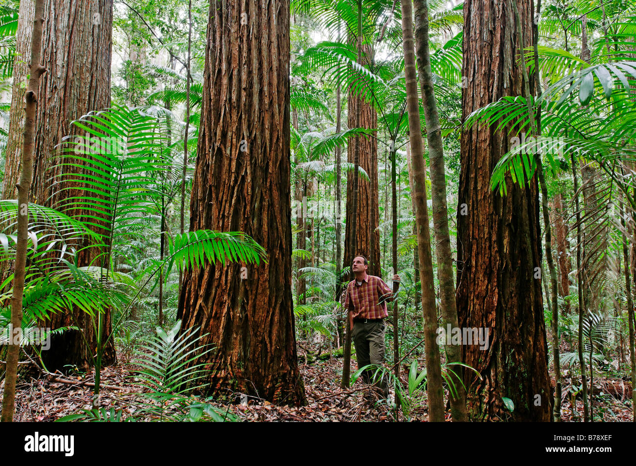 Hiker in the rainforest with Turpentine trees (Syncarpia hillii), Fraser Island, Queensland, Australia Stock Photo