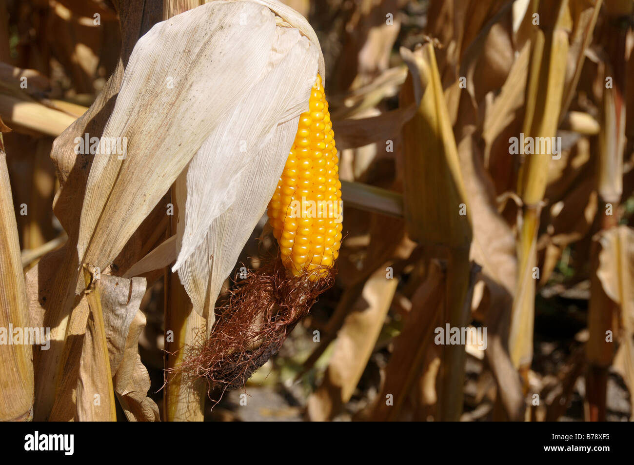 What Is Maize Ear at Mackenzie Ramos blog