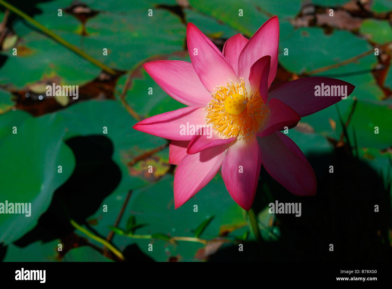 Pink lotus the national flower of india hi-res stock photography and ...