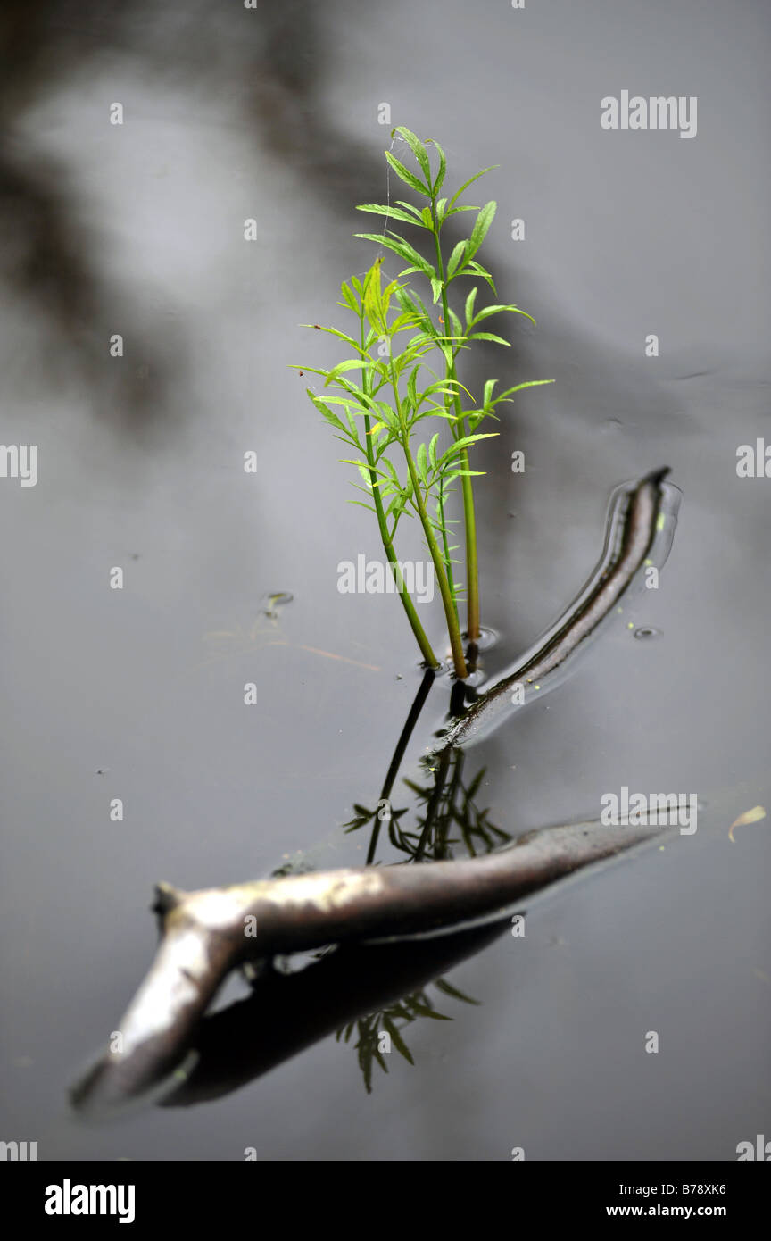 young plant emerging from freshwater lake Stock Photo