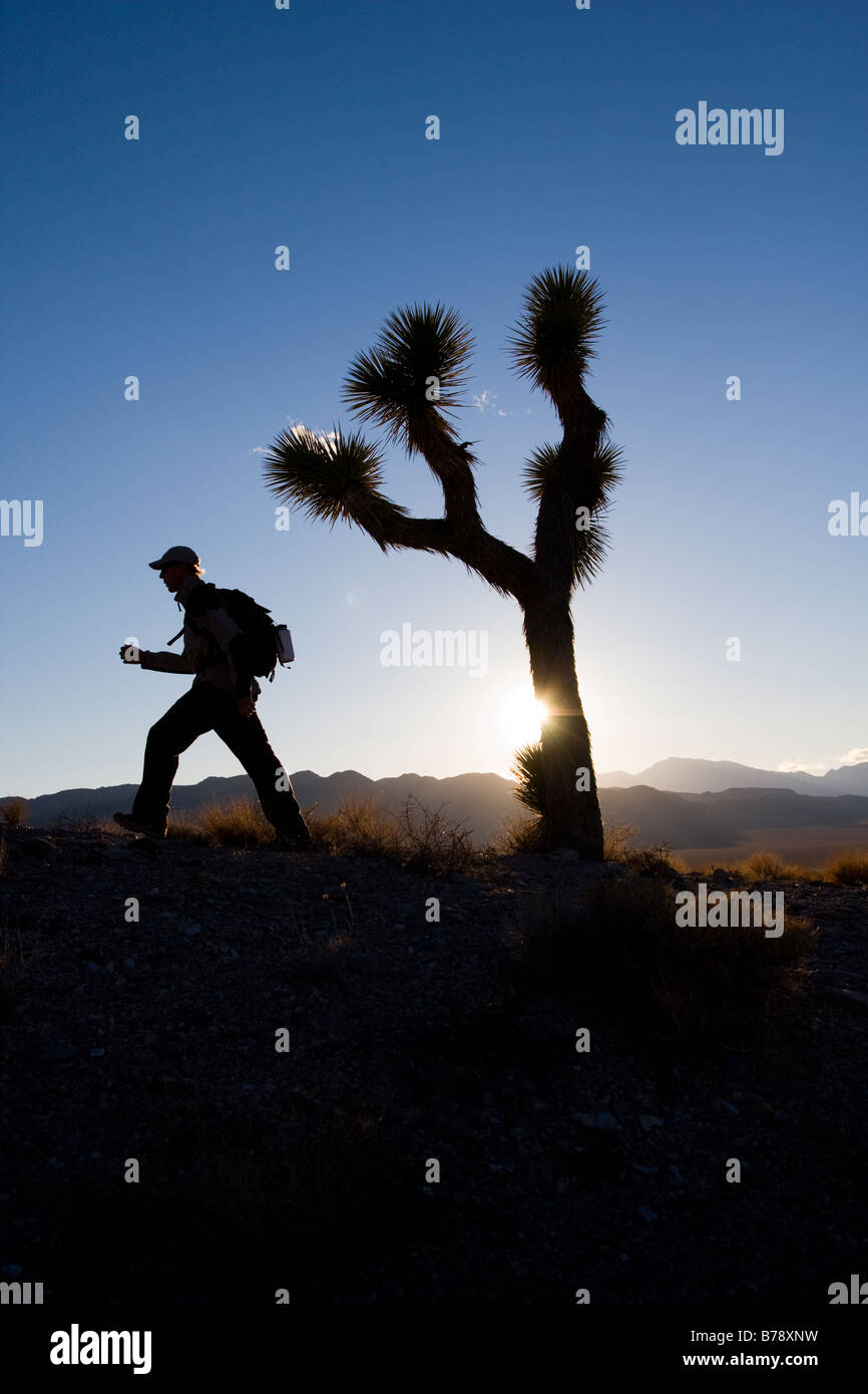 A silhouette of a hiker by a Joshua Tree at sunset near Lone Pine in California Stock Photo