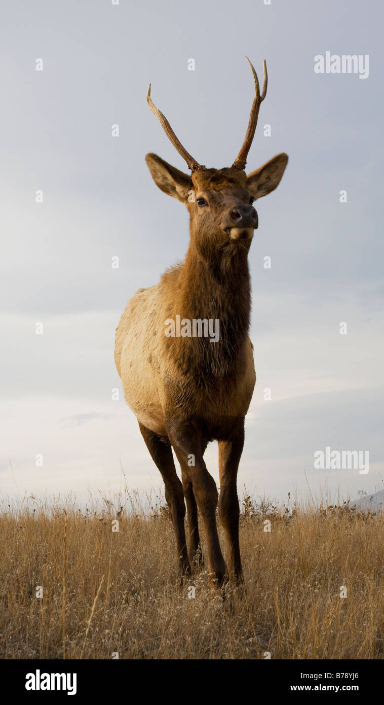 Young Male Elk with Horns Standing National Bison Range Charlo Montana