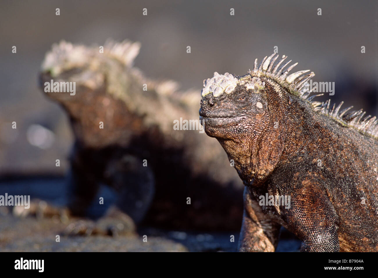 Marine Iguana's (Amblyrhynchus cristatus), Fernandina Island, Galapagos Islands, Ecuador, South America Stock Photo