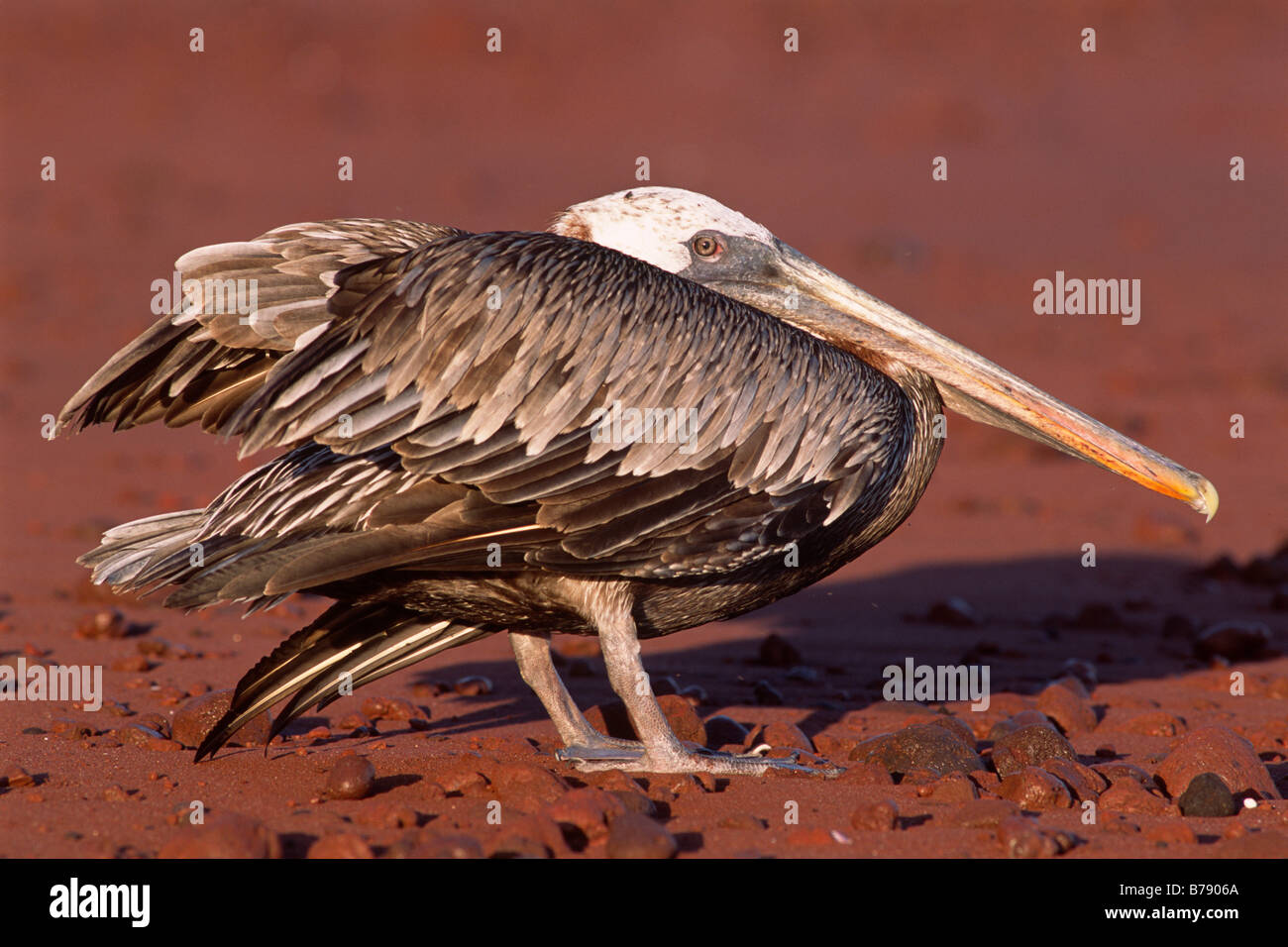 Brown Pelican (Pelecanus occidentalis) on Insel Rapida red beach, Galapagos Inseln, Galapagos Islands, Ecuador, South America Stock Photo