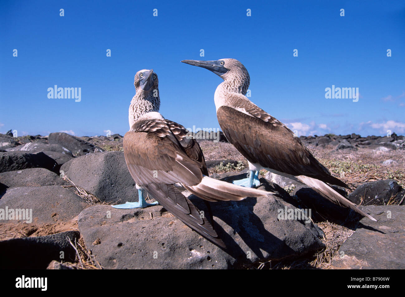 Blue-footed Booby pair (Sula nebouxii) Insel Espanola, Galapagos Inseln, Galapagos Islands, Ecuador, South America Stock Photo