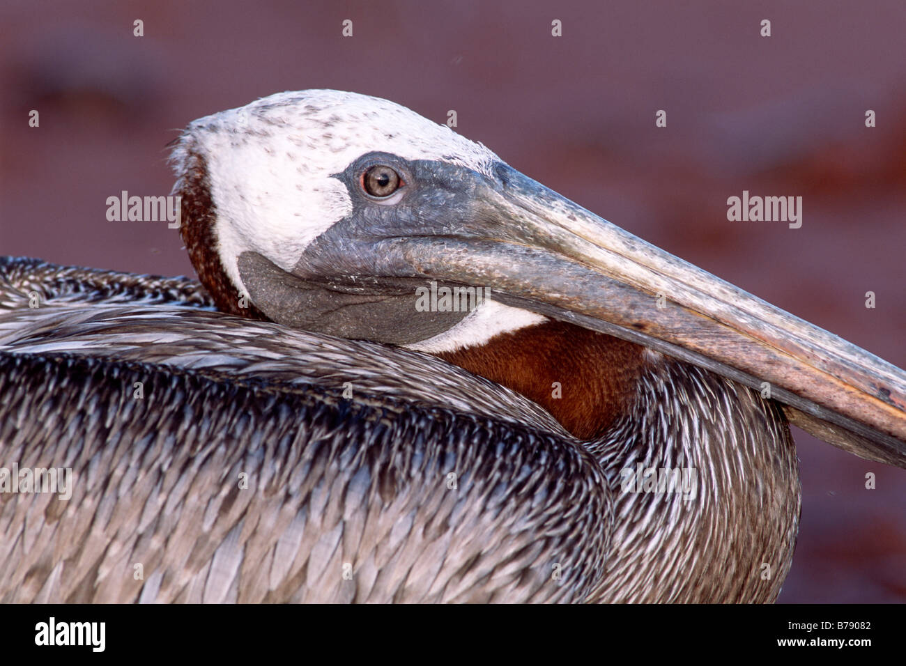 Portrait of a Brown Pelican (Pelecanus occidentalis), Insel Rapida, Galapagos Inseln, Galapagos Islands, Ecuador, South America Stock Photo