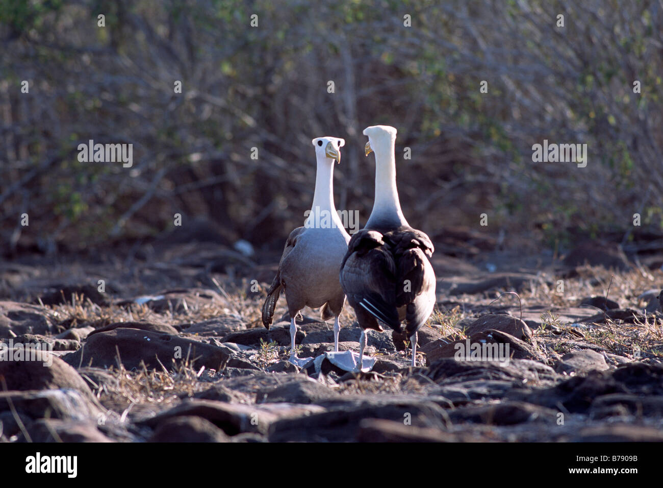 Waved Albatross pair (Diomedea irrorata) courtship dance, Insel Espanola, Galapagos Inseln, Galapagos Islands, Ecuador, South A Stock Photo
