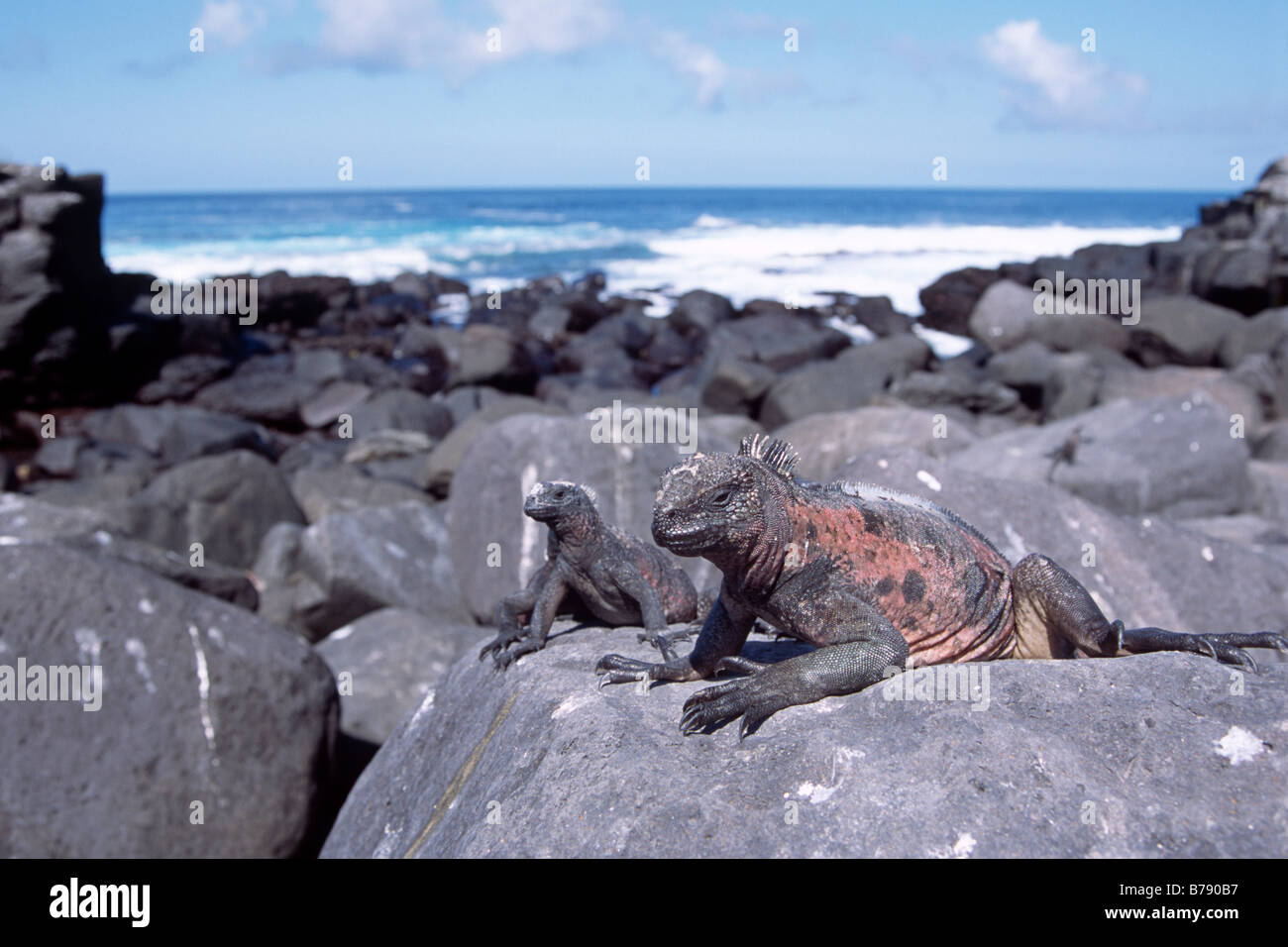 Red Marine Iguana's (Amblyrhynchus cristatus), sunbathing, Espanola Island, Galapagos Islands, Ecuador, South America Stock Photo
