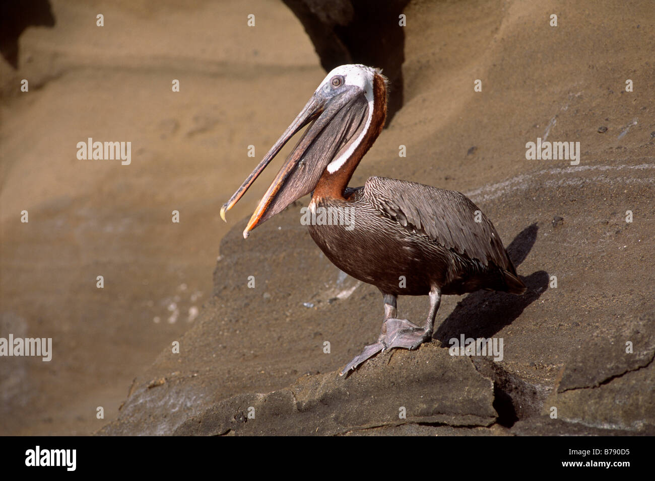 Brown Pelican (Pelecanus occidentalis) puffing, Insel Isabela, Galapagos Inseln, Galapagos Islands, Ecuador, South America Stock Photo
