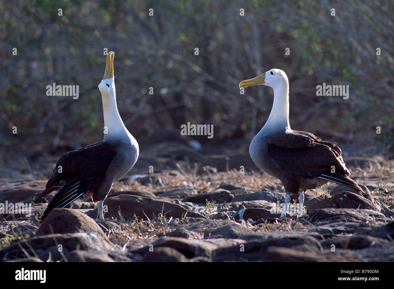 Waved Albatross pair (Diomedea irrorata) courtship dance, Insel Espanola, Galapagos Inseln, Galapagos Islands, Ecuador, South A Stock Photo