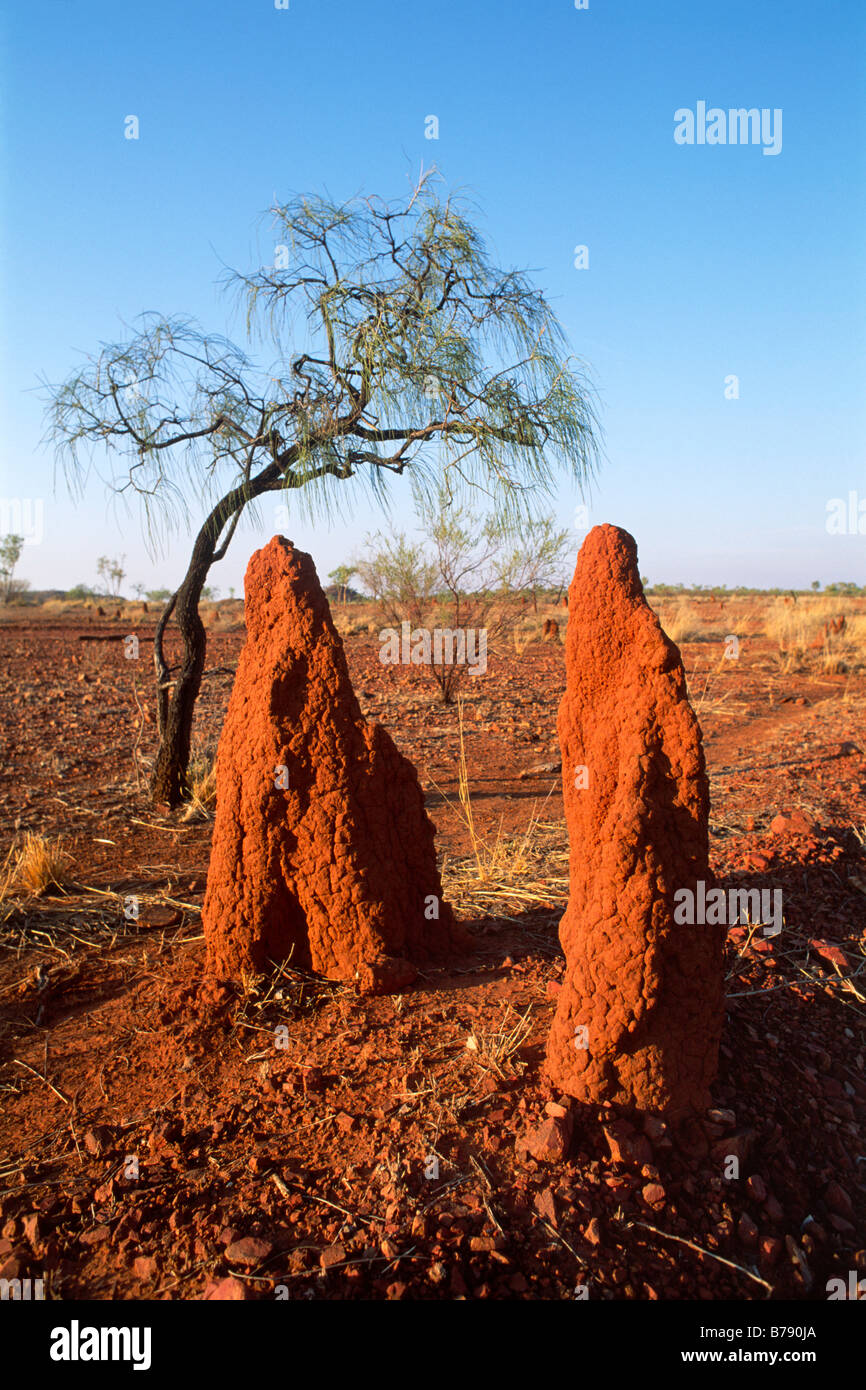 Termite hills in the outback, Northern Territory, Australia Stock Photo