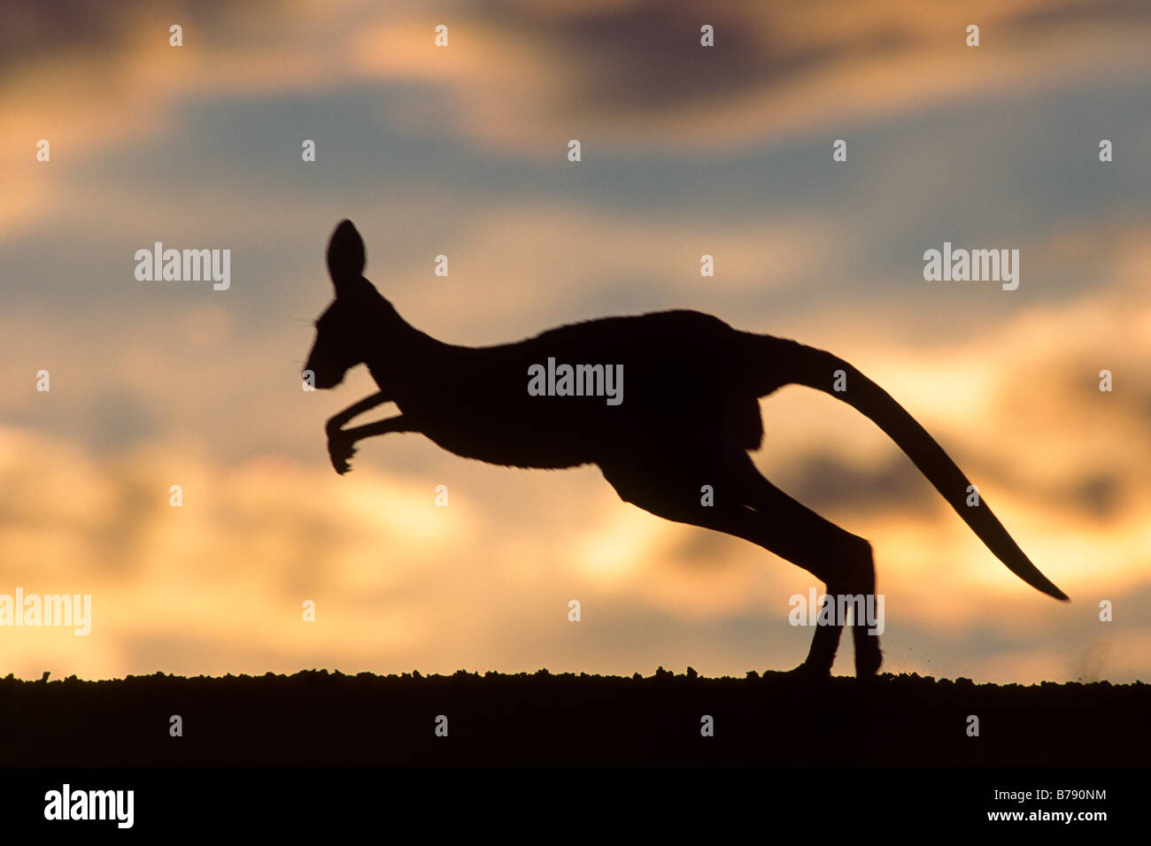 Eastern Grey Kangaroo (Macropus giganteus) in the sunset, Mungo National Park, New South Wales, Australia Stock Photo