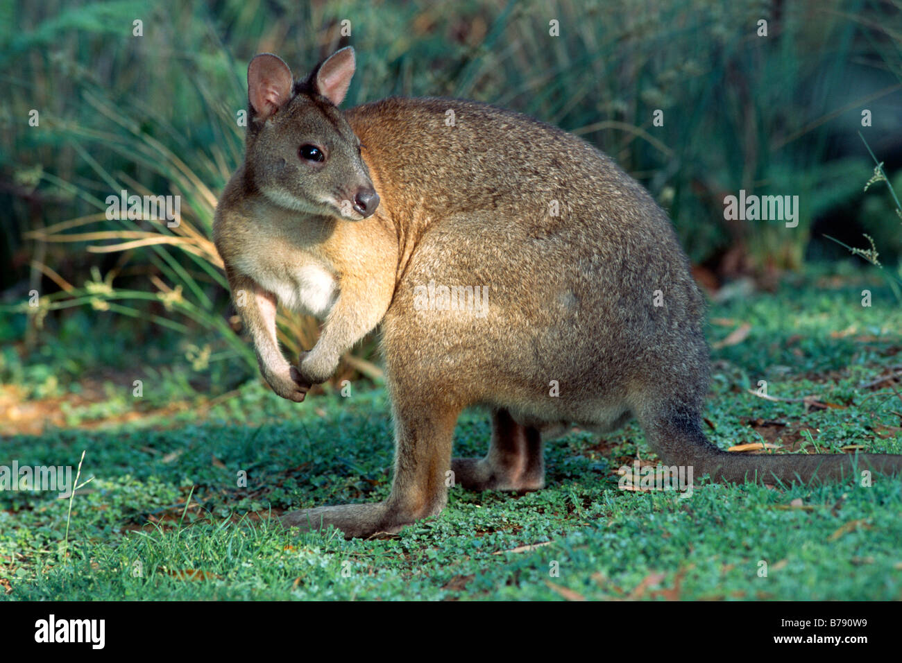 Red-necked Pademelon (Thylogale thetis), Lamington National Park, Queensland, Australia Stock Photo