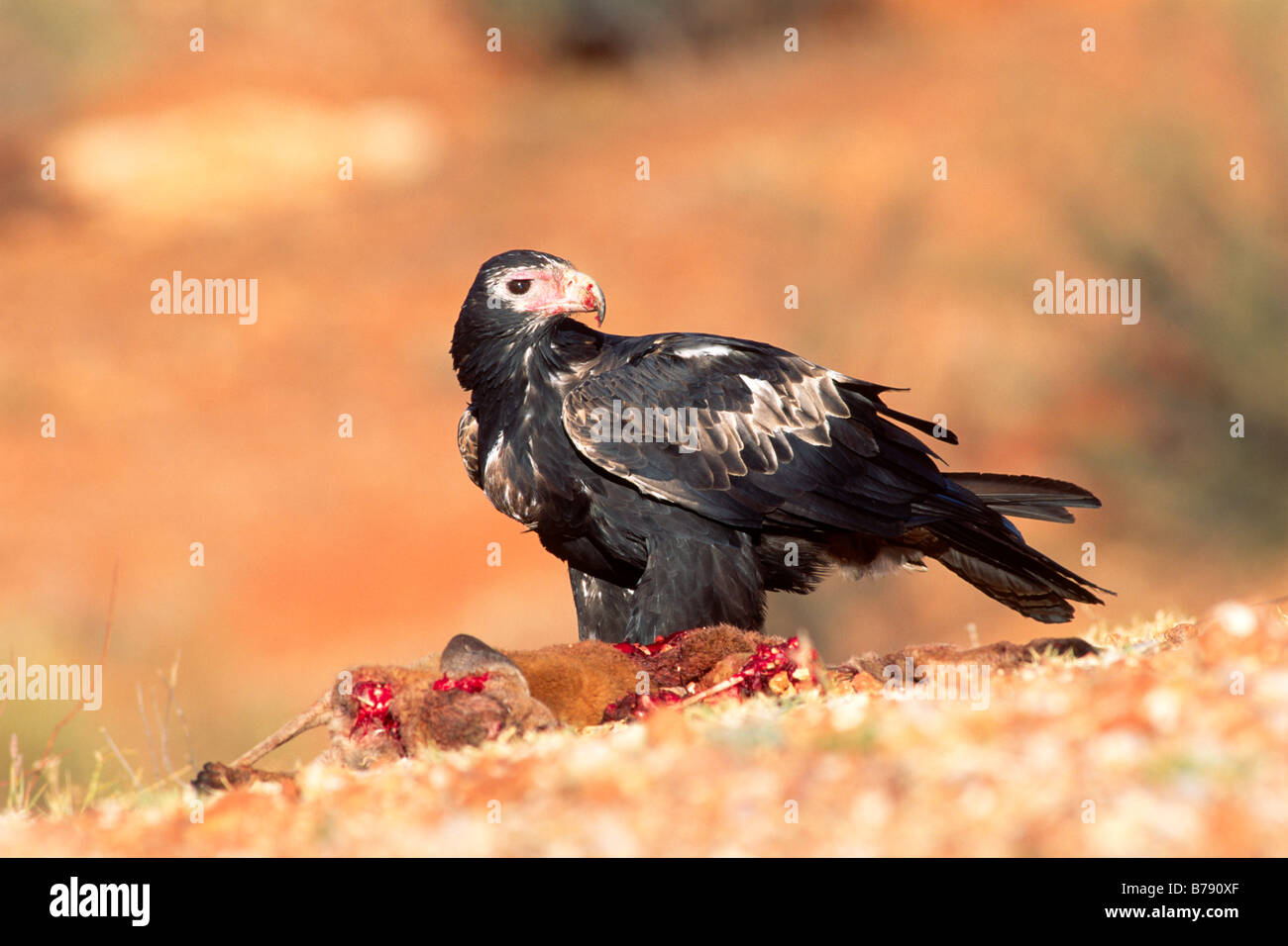 Wedge-tailed Eagle, Eaglehawk (Aquila audax) on its prey, Southern Australia, Australia Stock Photo