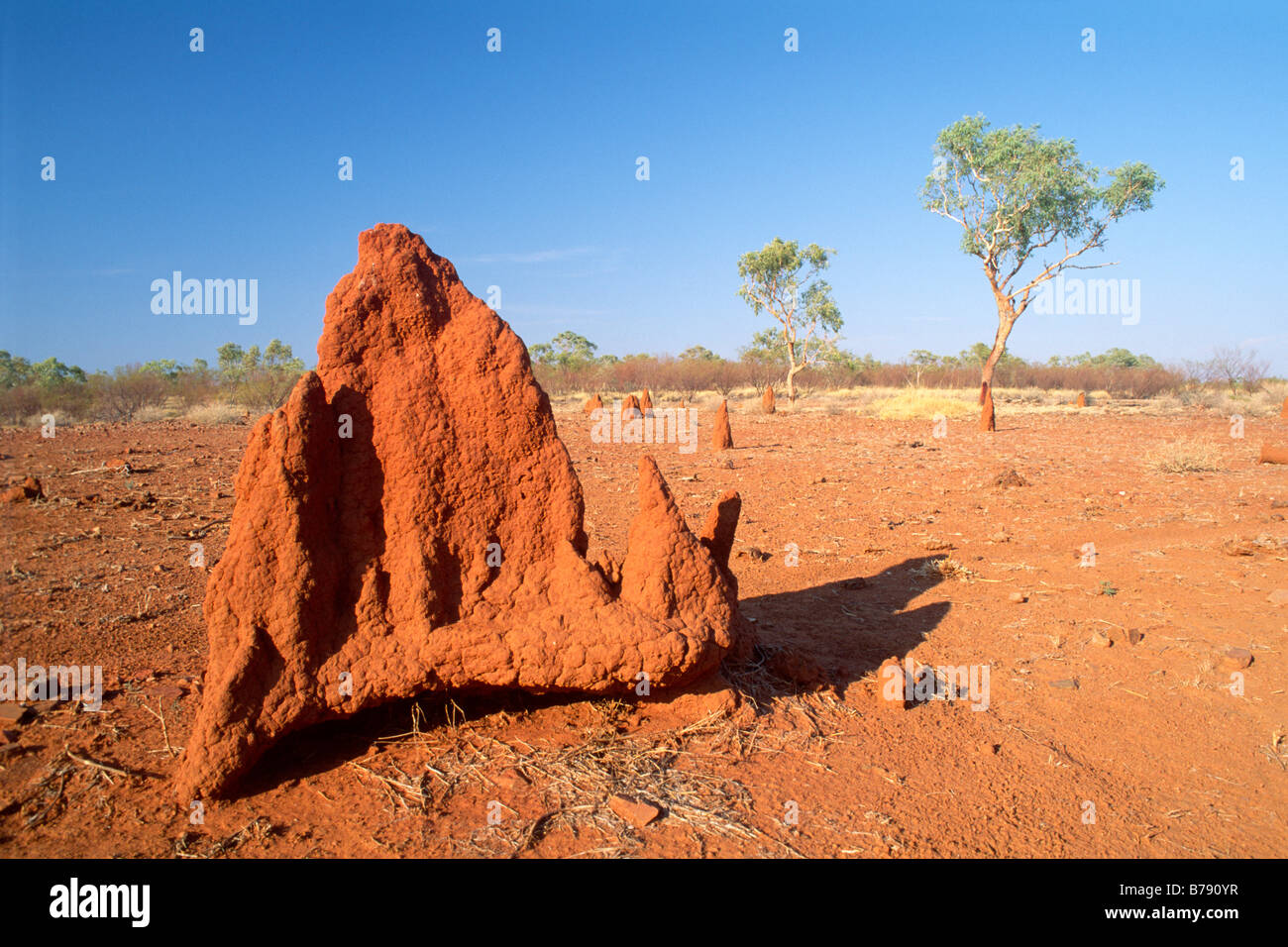 Termite hills in the outback, Northern Territory, Australia Stock Photo