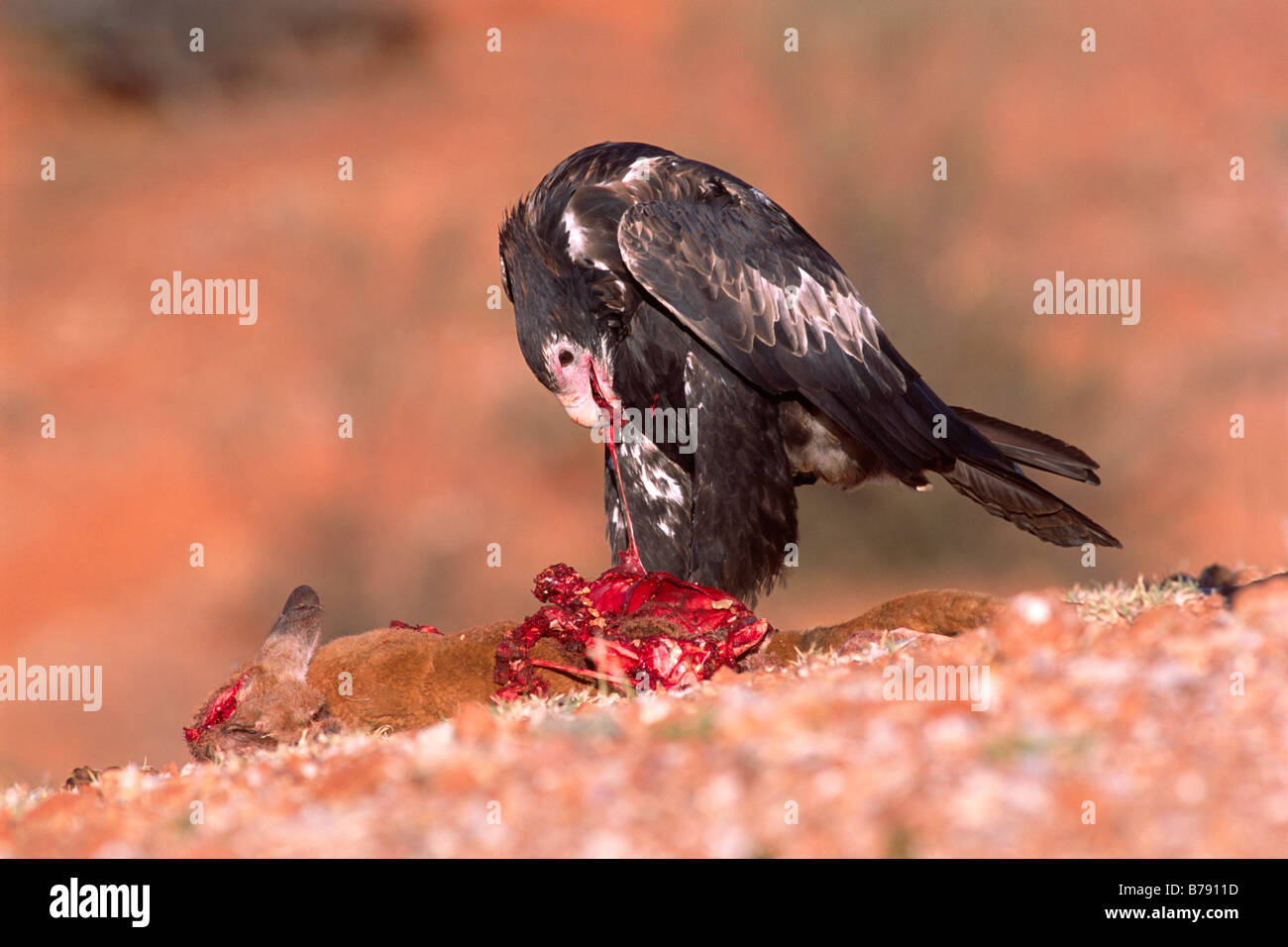 Wedge-tailed Eagle, Eaglehawk (Aquila audax) on its prey, Southern Australia, Australia Stock Photo