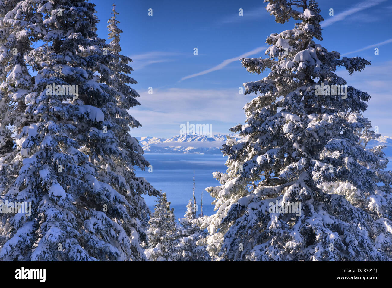 A view of Lake Tahoe California with snowy trees in the morning after a winter storm Stock Photo