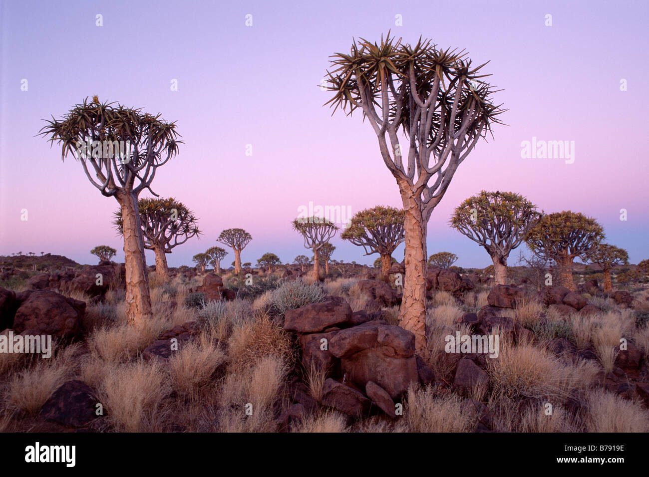 Quiver Tree or Kokerboom (Aloe dichtoma) at blue hour, Gariganus Farm, near Ketmannshoop, Namibia, Africa Stock Photo