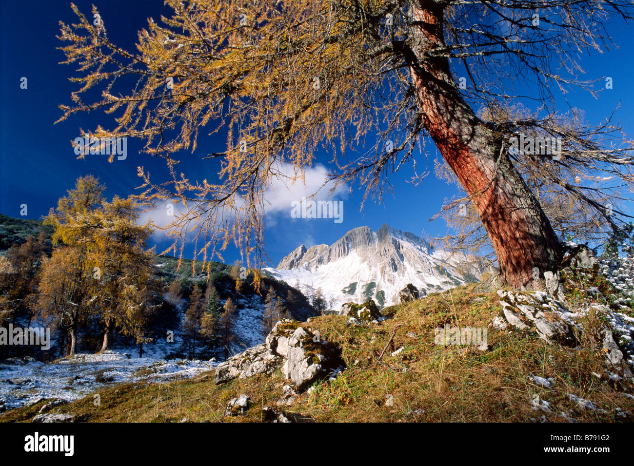 European larch (Larix decidua) in front of Mondschein peak in autumn, Karwendel Mountains, North Tyrol, Austria, Europe Stock Photo