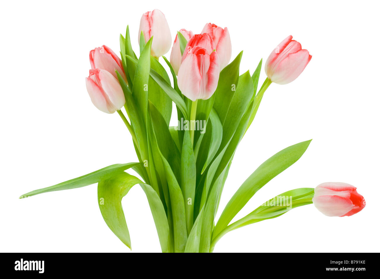 colorful tulips isolated on a white background Stock Photo - Alamy