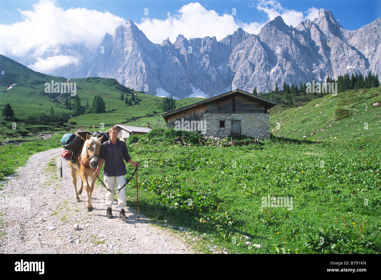Trekking with Haflinger through the Karwendel Mountains, Nnature photographer at work, North Tyrol, Austria, Europe Stock Photo