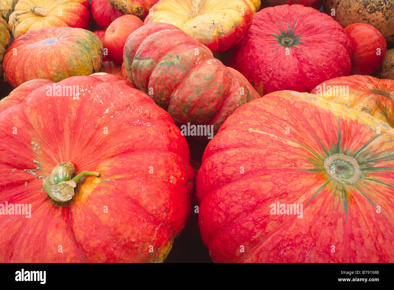 Pumpkins (Cucurbita), North Tyrol, Austria, Europe Stock Photo