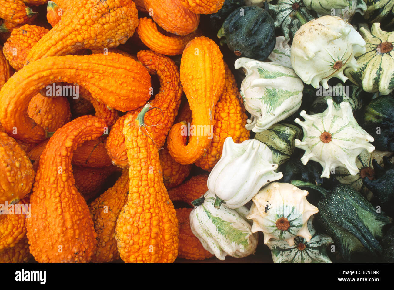 Pumpkins (Cucurbita), North Tyrol, Austria, Europe Stock Photo