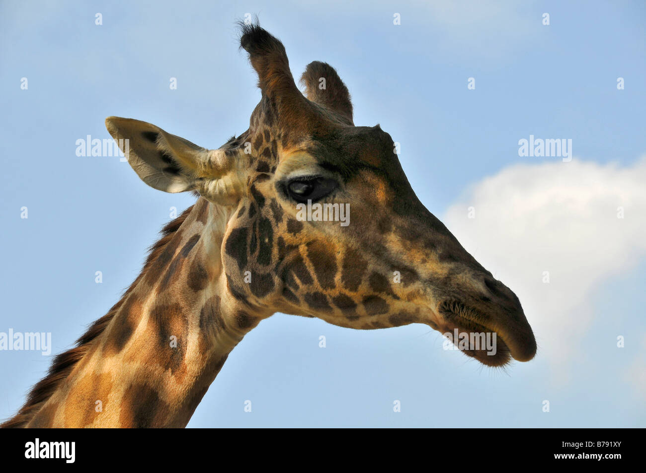 giraffes head against blue sky showing great detail of colors and features of this wildlife animal against blue sky Stock Photo