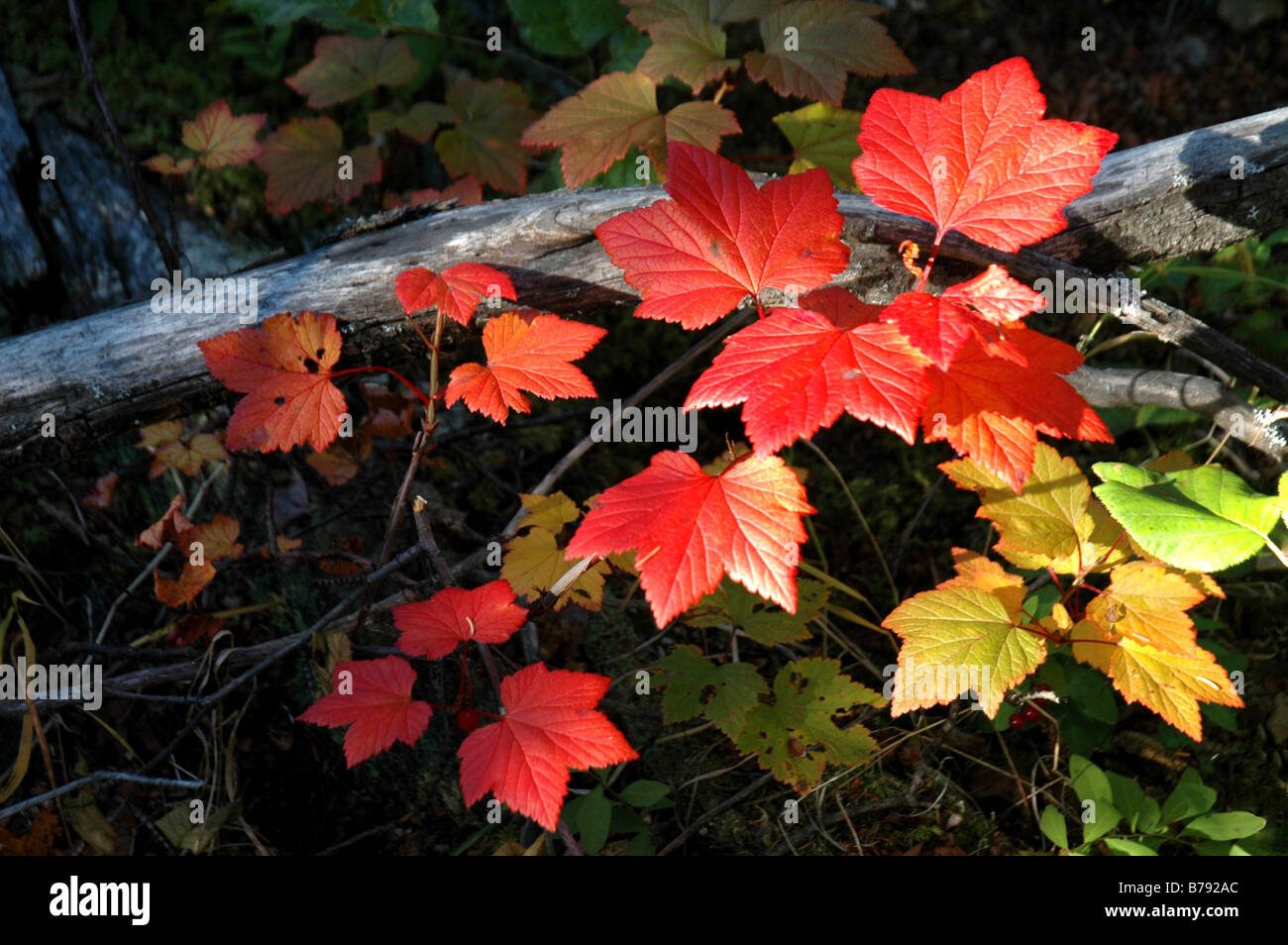 Leaves on red fall colours Brooks Range Gates of the Arctic National Park Alaska Stock Photo