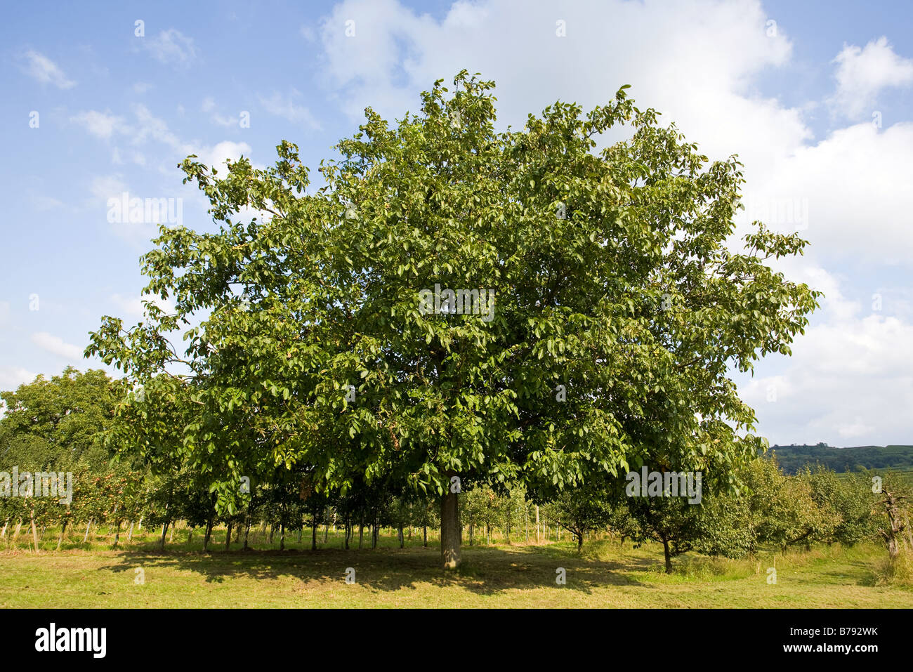 walnut tree Stock Photo