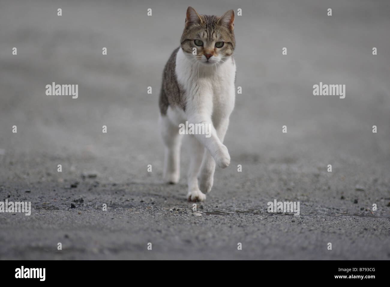 european domestic cat running Stock Photo