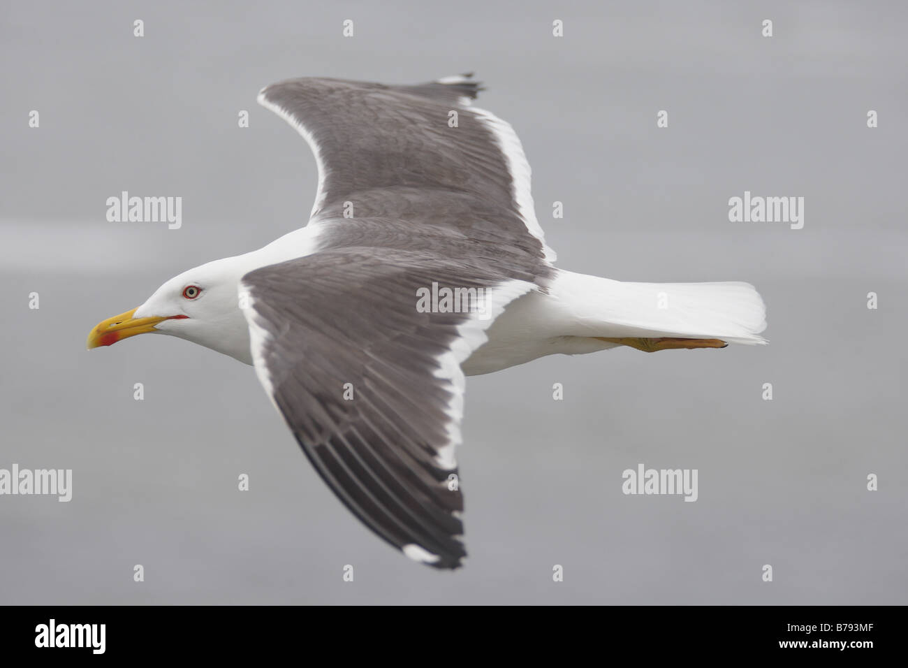 herring gull in flight Stock Photo Alamy