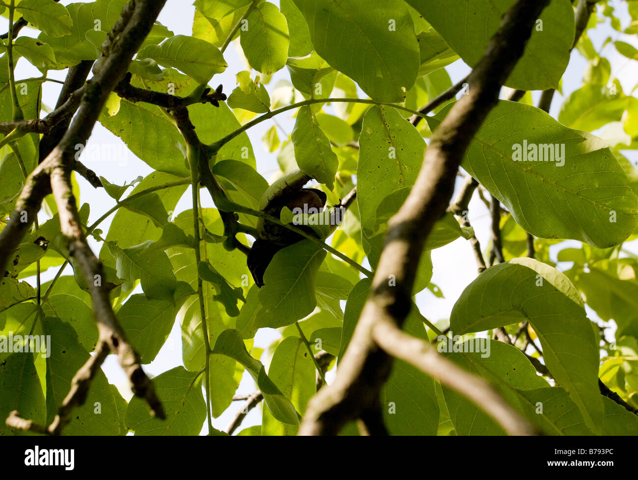 walnut tree Stock Photo