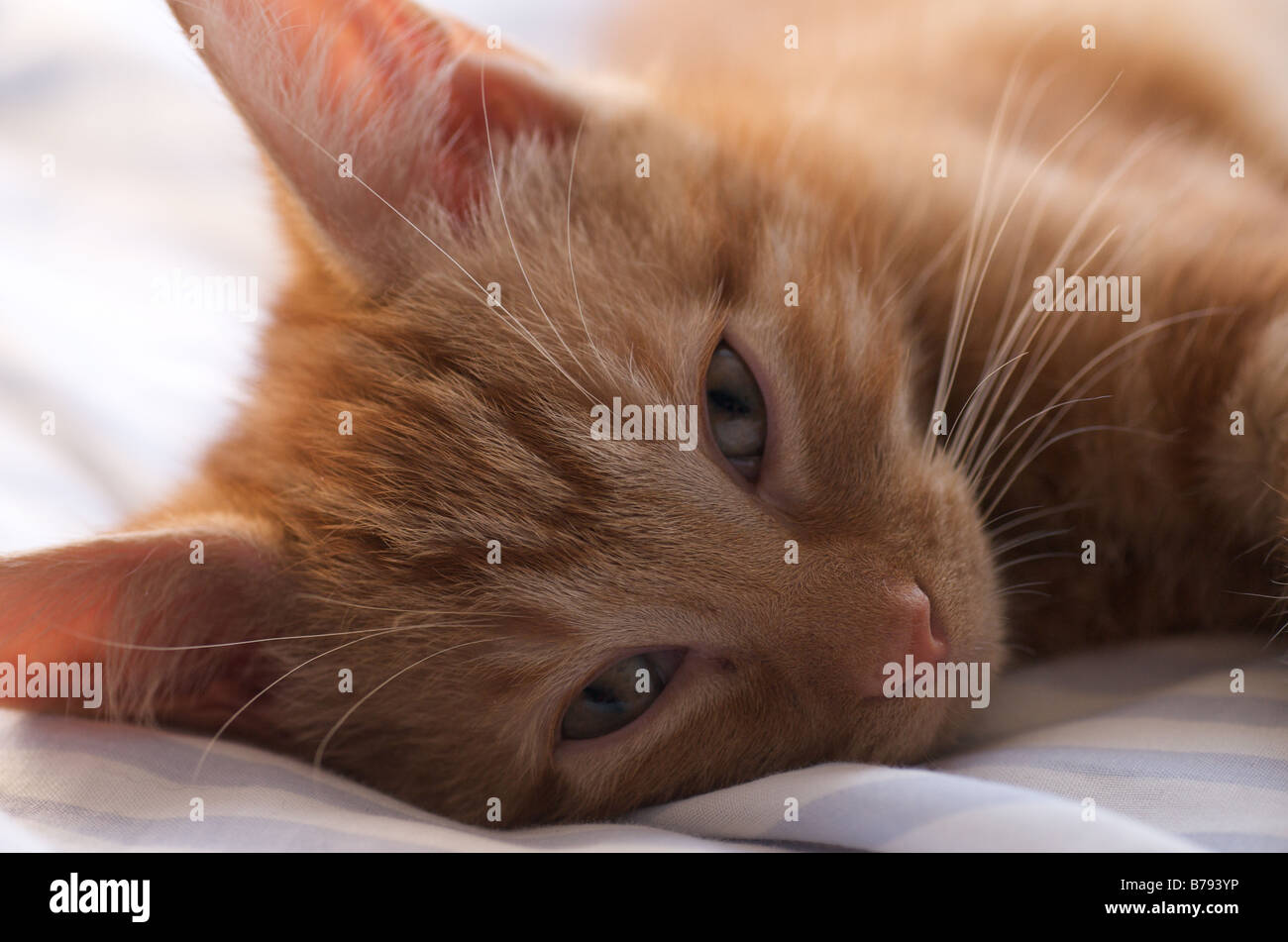 An Exhausted Playful Kitten, Sleeping On A Bed Stock Photo Alamy