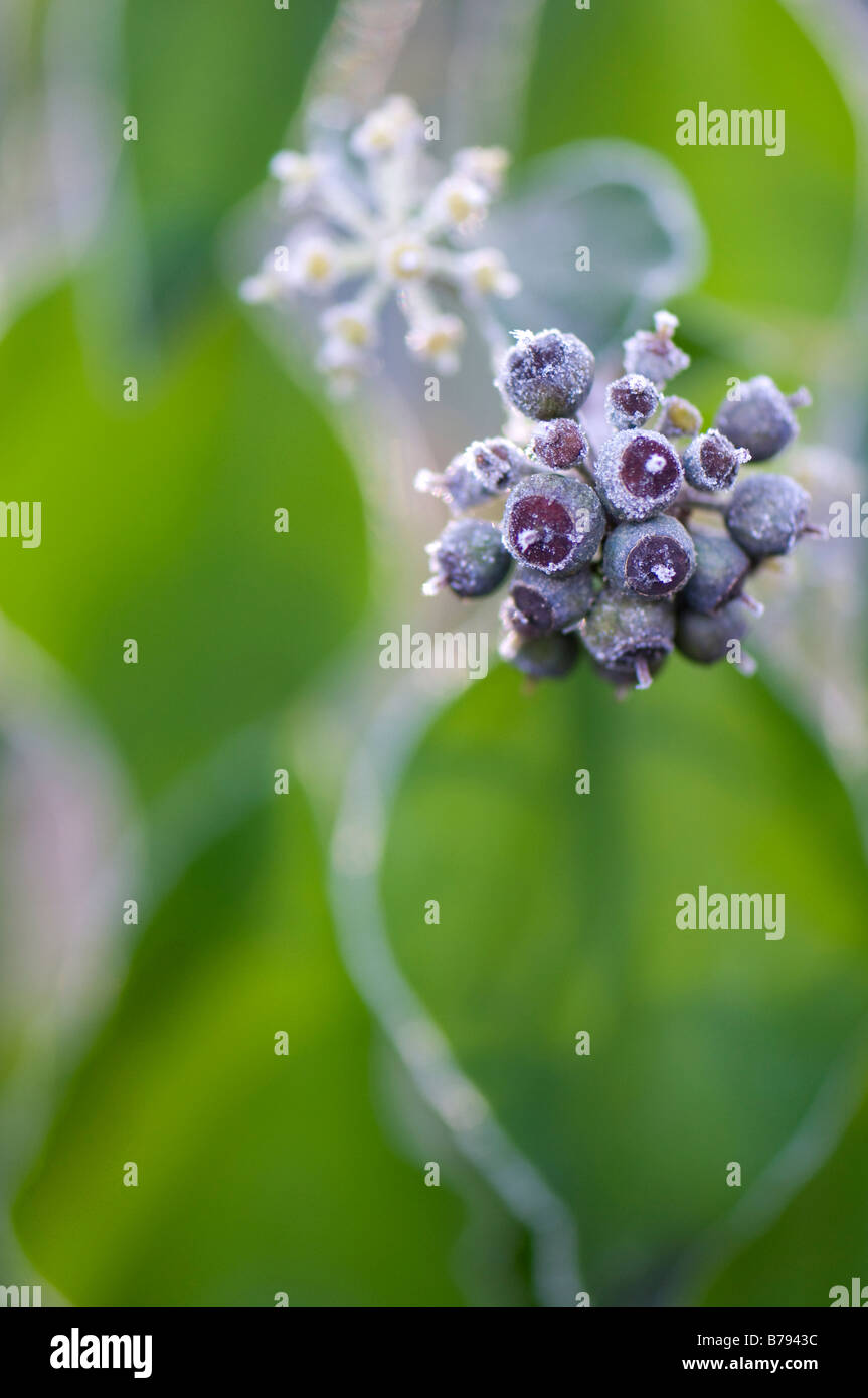 Frosted ivy leaves hires stock photography and images Alamy