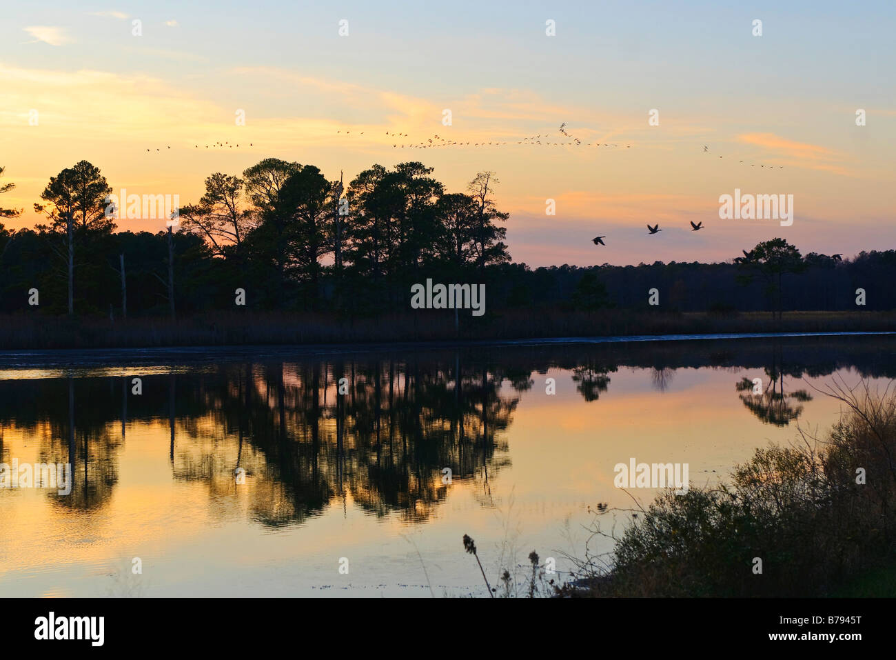 Canada Geese Take Flight At Sunset, Blackwater National Wildlife Refuge ...