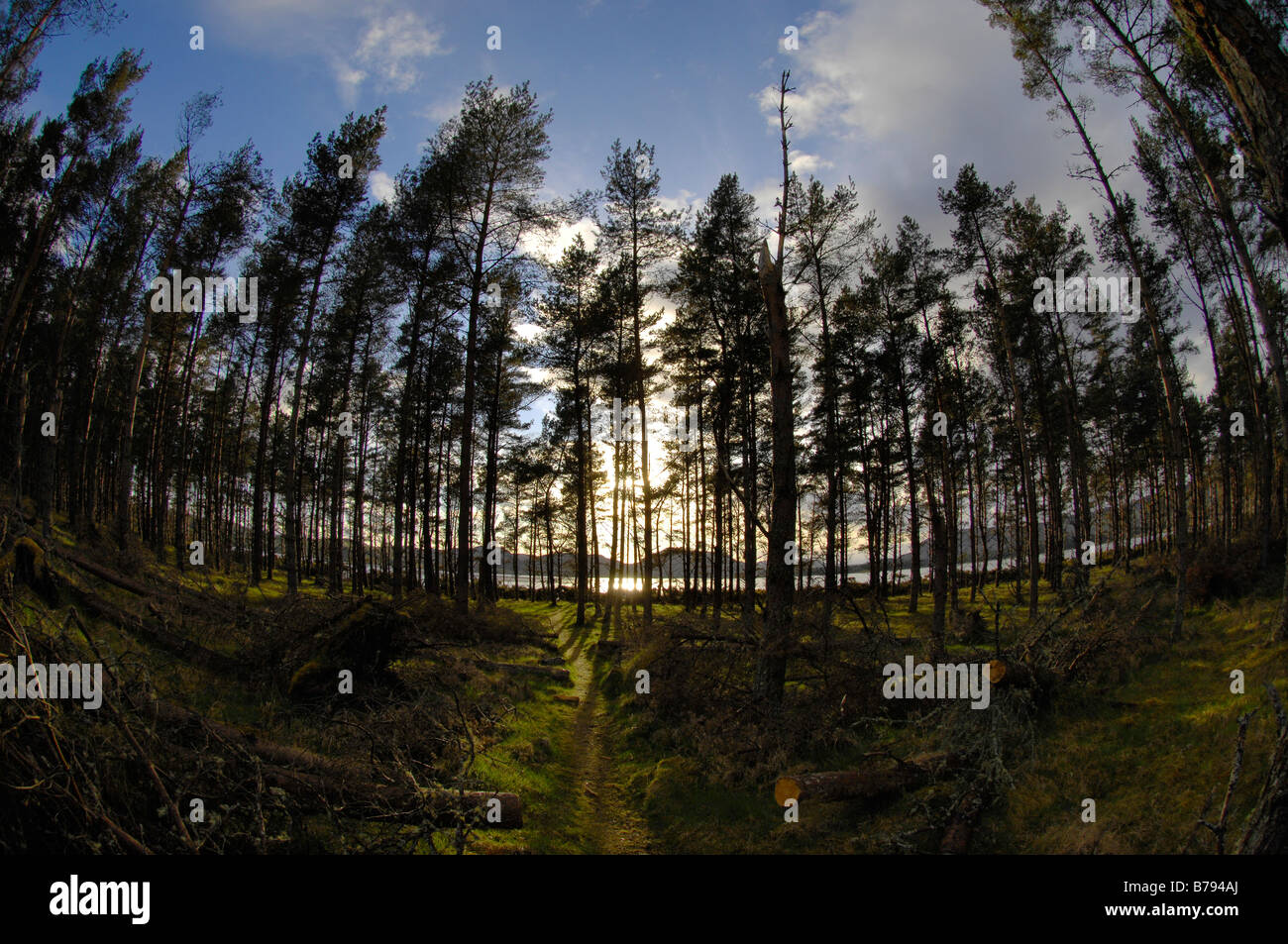 Forest canopy fisheye hi-res stock photography and images - Alamy