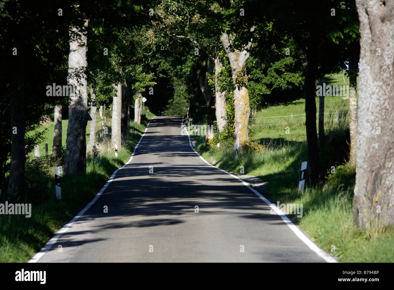 Germany, Bavaria, Upper Bavaria, Treelined country road Stock Photo