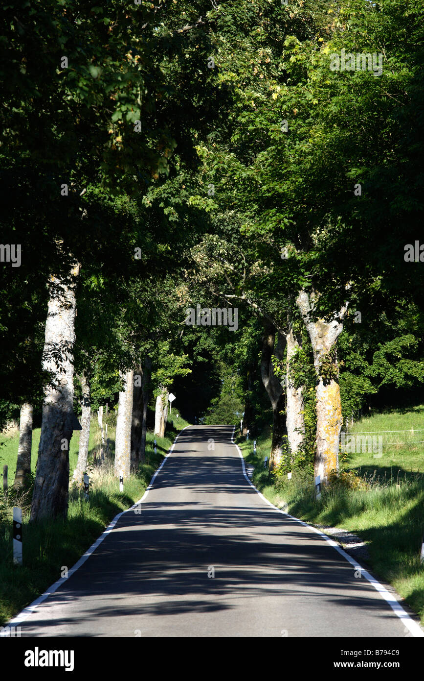 Germany, Bavaria, Upper Bavaria, Treelined country road Stock Photo