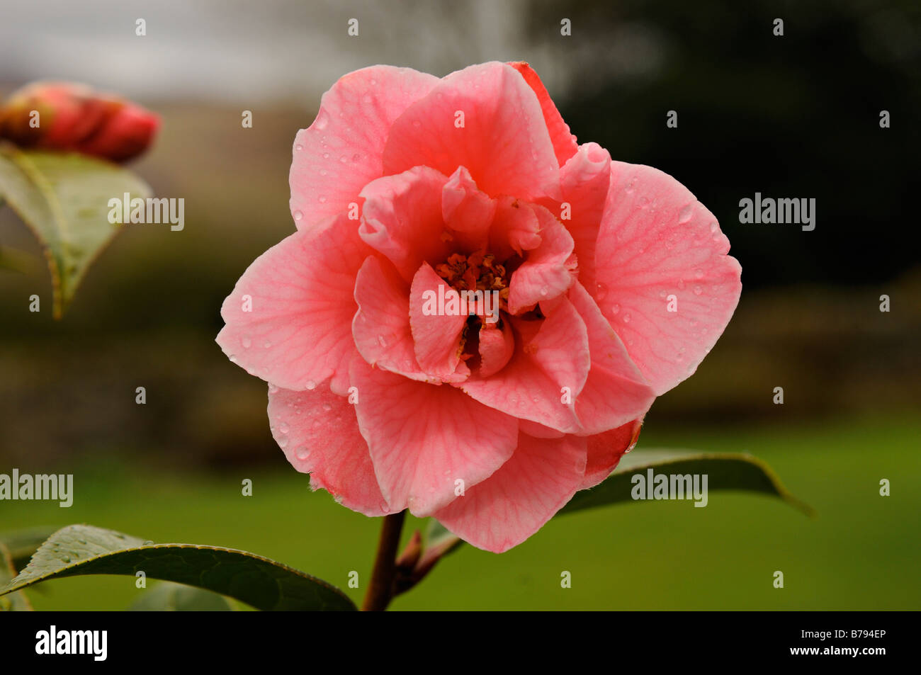 Close up of pink camellia flower Perthshire Scotland Stock Photo