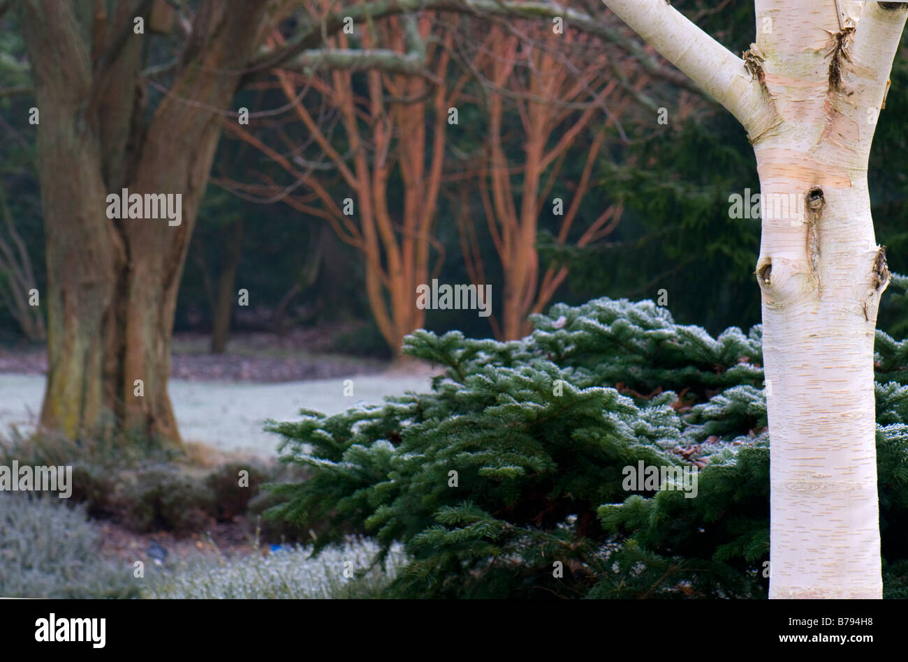 Winter Garden Trees Stock Photo
