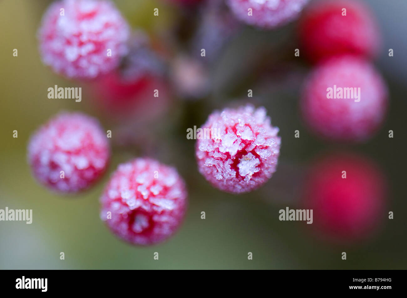 Close up of Skimmia x confusa Isabella berries in frost Stock Photo