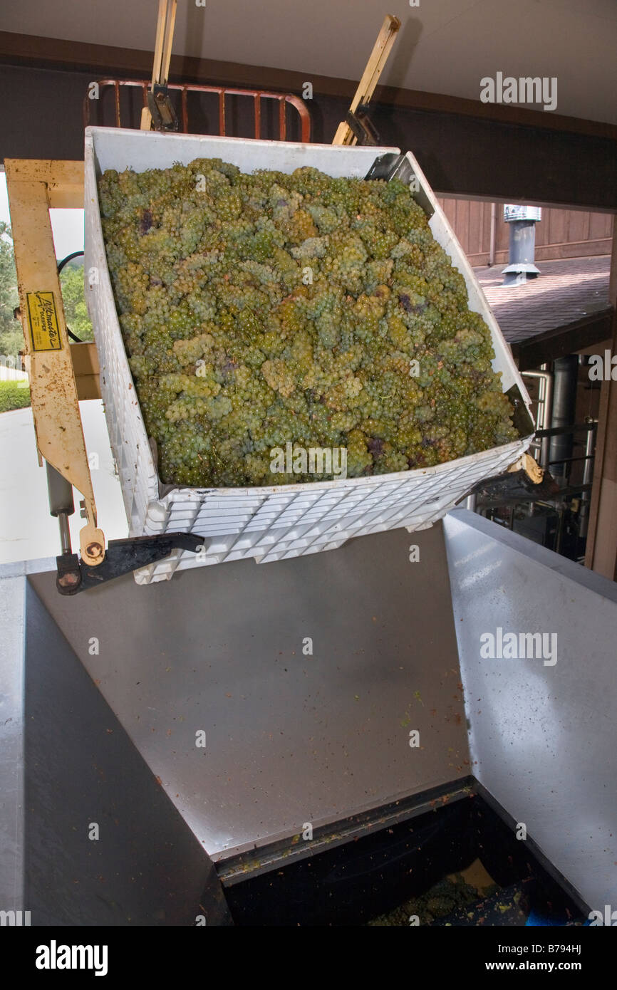 Bins of harvested CHARDONNAY grapes are dumped into the WINE PRESS at JOULLIAN VINEYARDS CARMEL VALLEY CALIFORNIA Stock Photo
