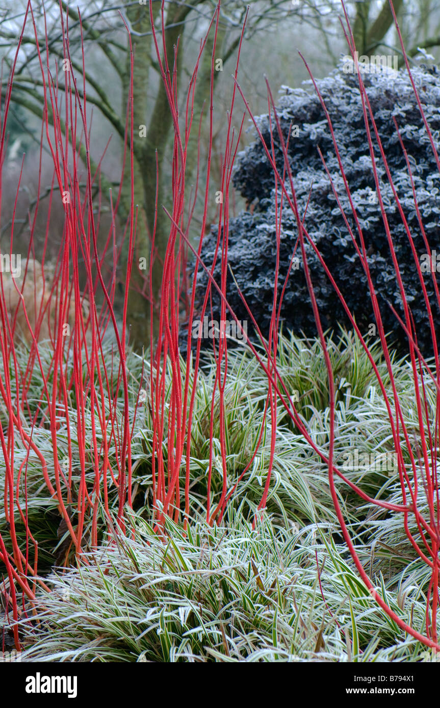 Cornus Alba Sibirica in the frost Stock Photo