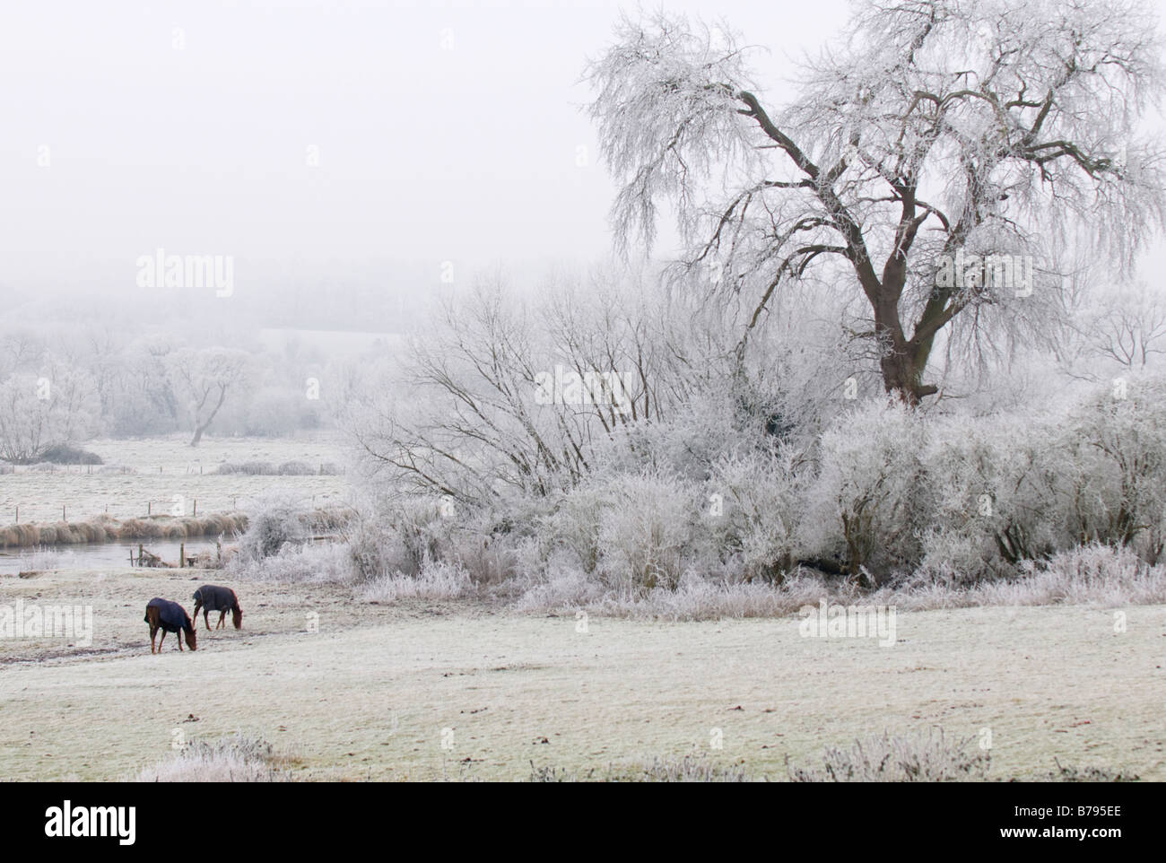 Horses grazing in a hoar frost with the River Test in the background Stock Photo