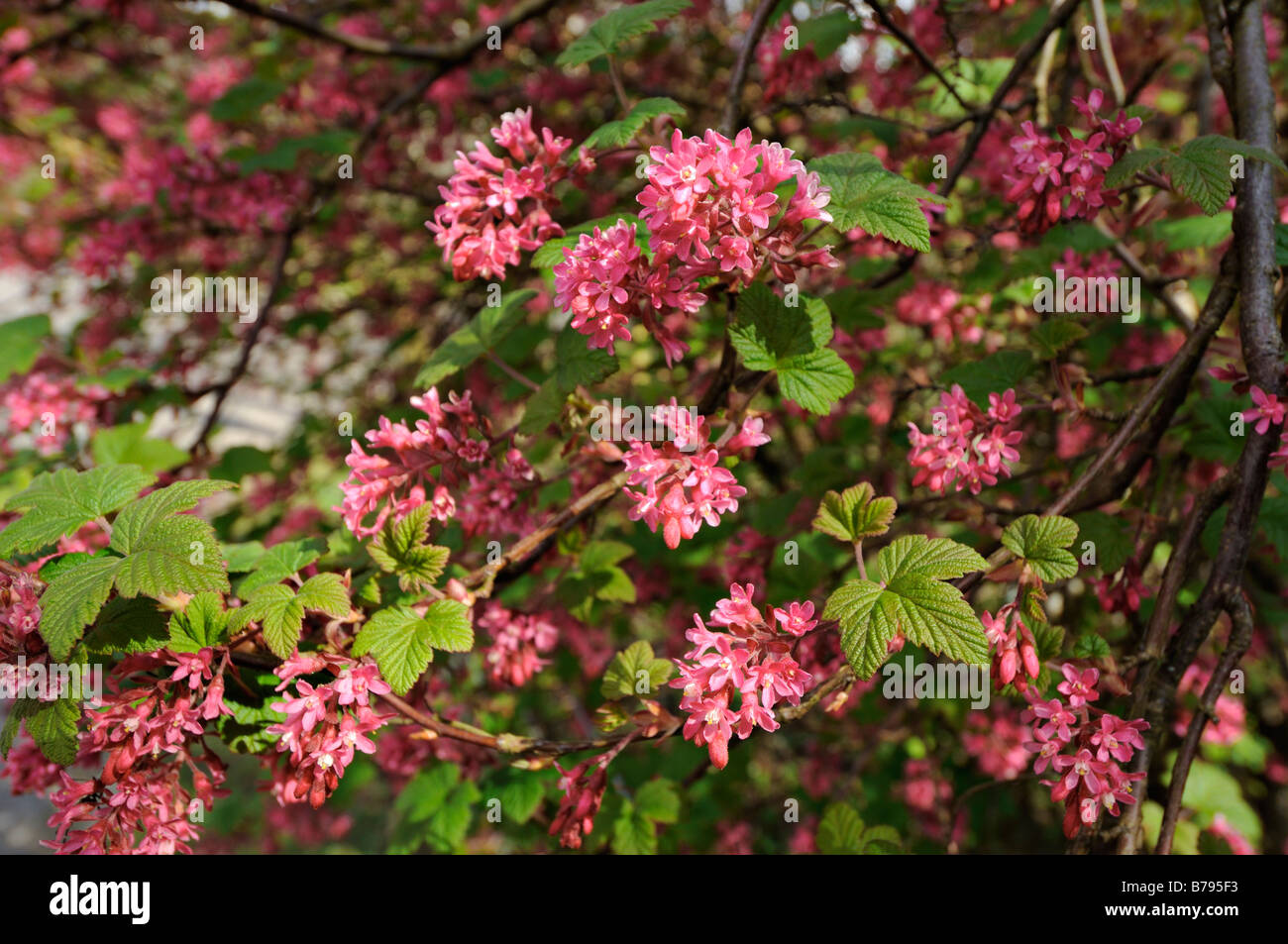 Pink flowers of flowering currant Perthshire Scotland Stock Photo