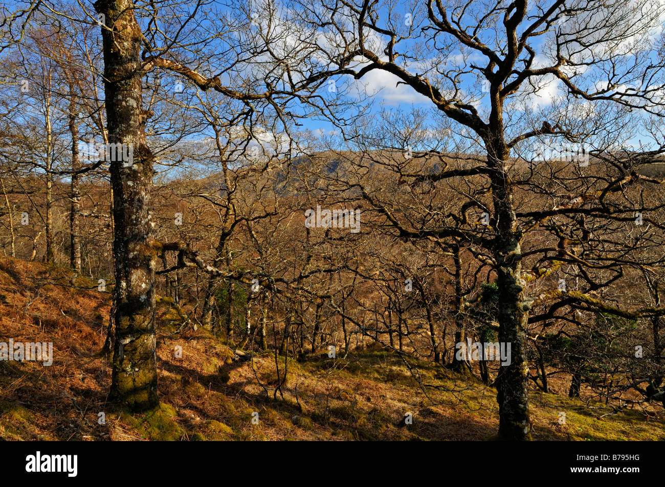 Oak woods scotland hi-res stock photography and images - Alamy